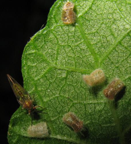 Homotoma ficus